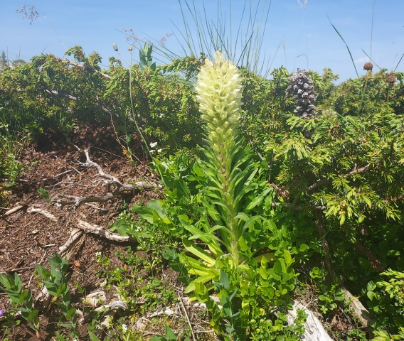 Campanule thyrsoide 2
