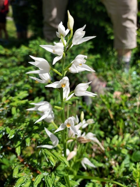 Cephalantere blanche verticale