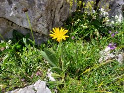 Flore : découverte à tous les étages