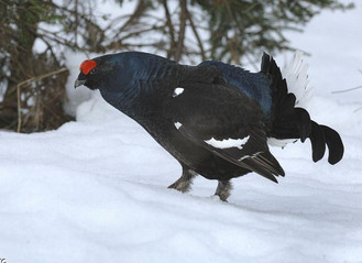 L’hiver arrive…pensons faune sauvage!